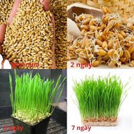 Gói 50gr.Hạt giống cỏ lúa mì ,lúa mạch dể trồng-(nãy mầm tốt ,dinh dưỡng cao)