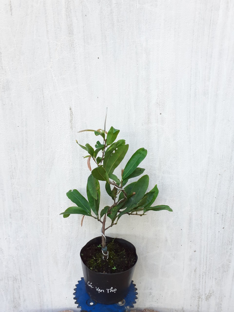 Mai Cúc Vạn Thọ Mini