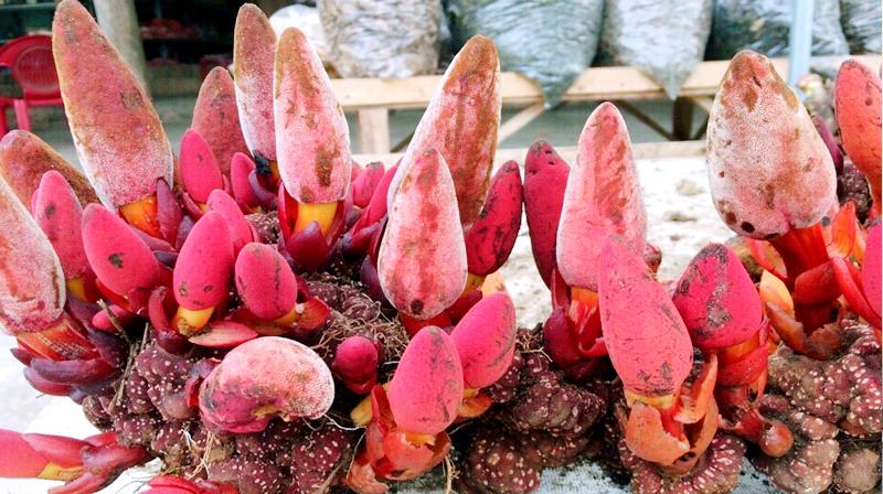 NẤM NGỌC CẨU CAO CẤP- 1KG