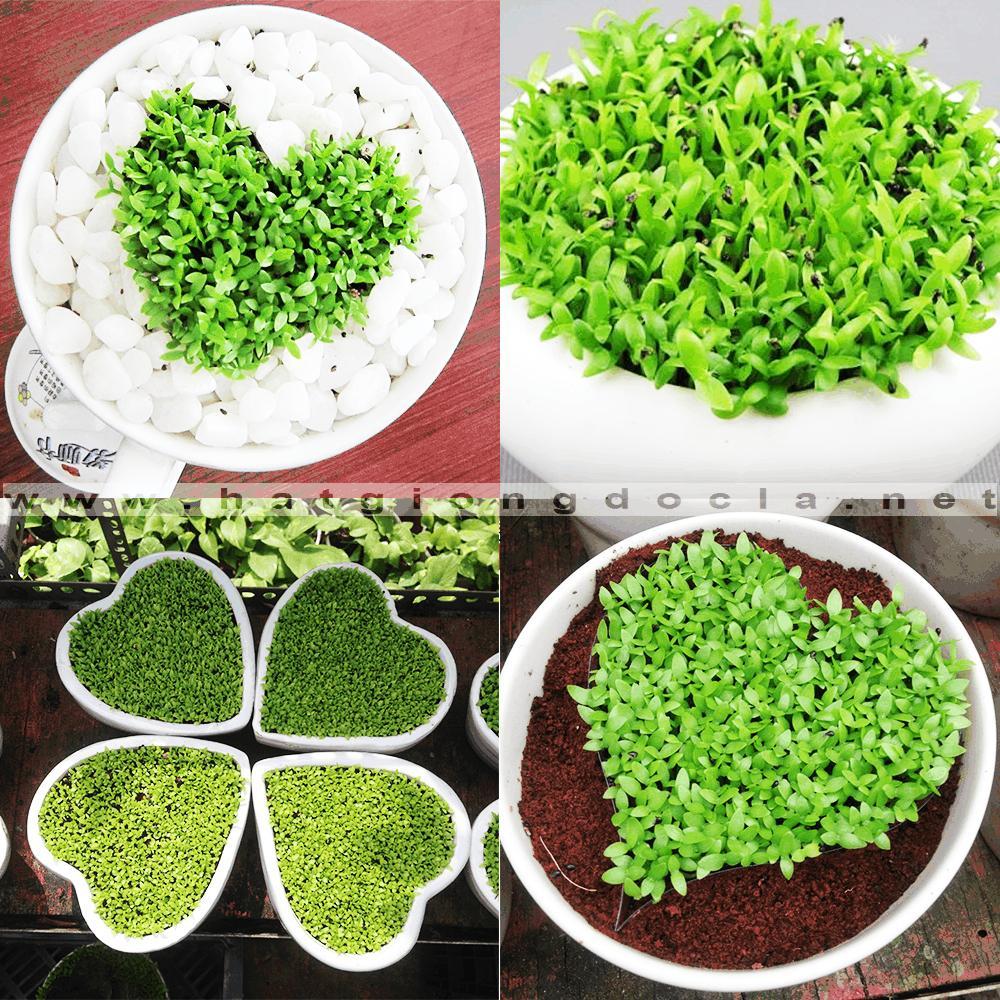 Hạt giống cây cỏ may mắn