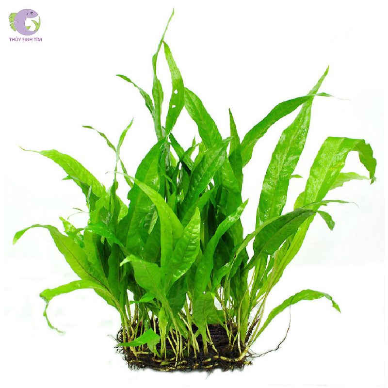 Cây thủy sinh Dương Xỉ