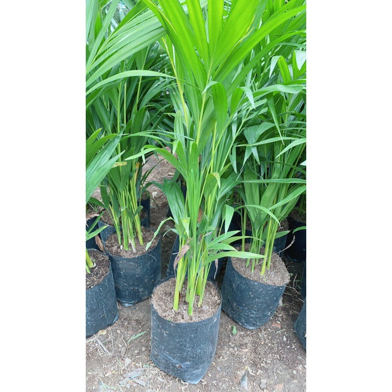 [HCM]Cây Cau Vàng Cao 60-70cm