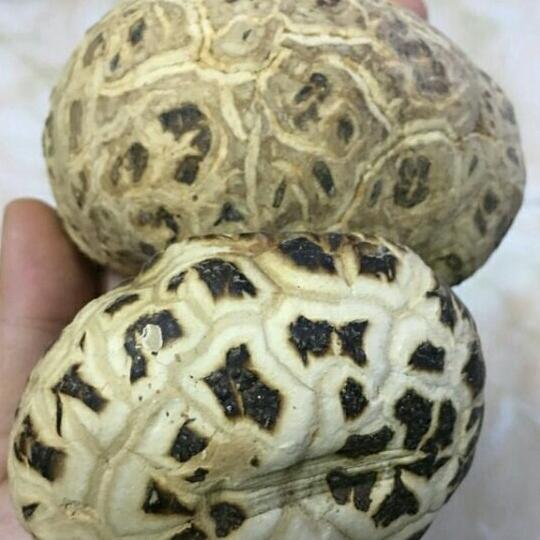 500g nấm đông cô