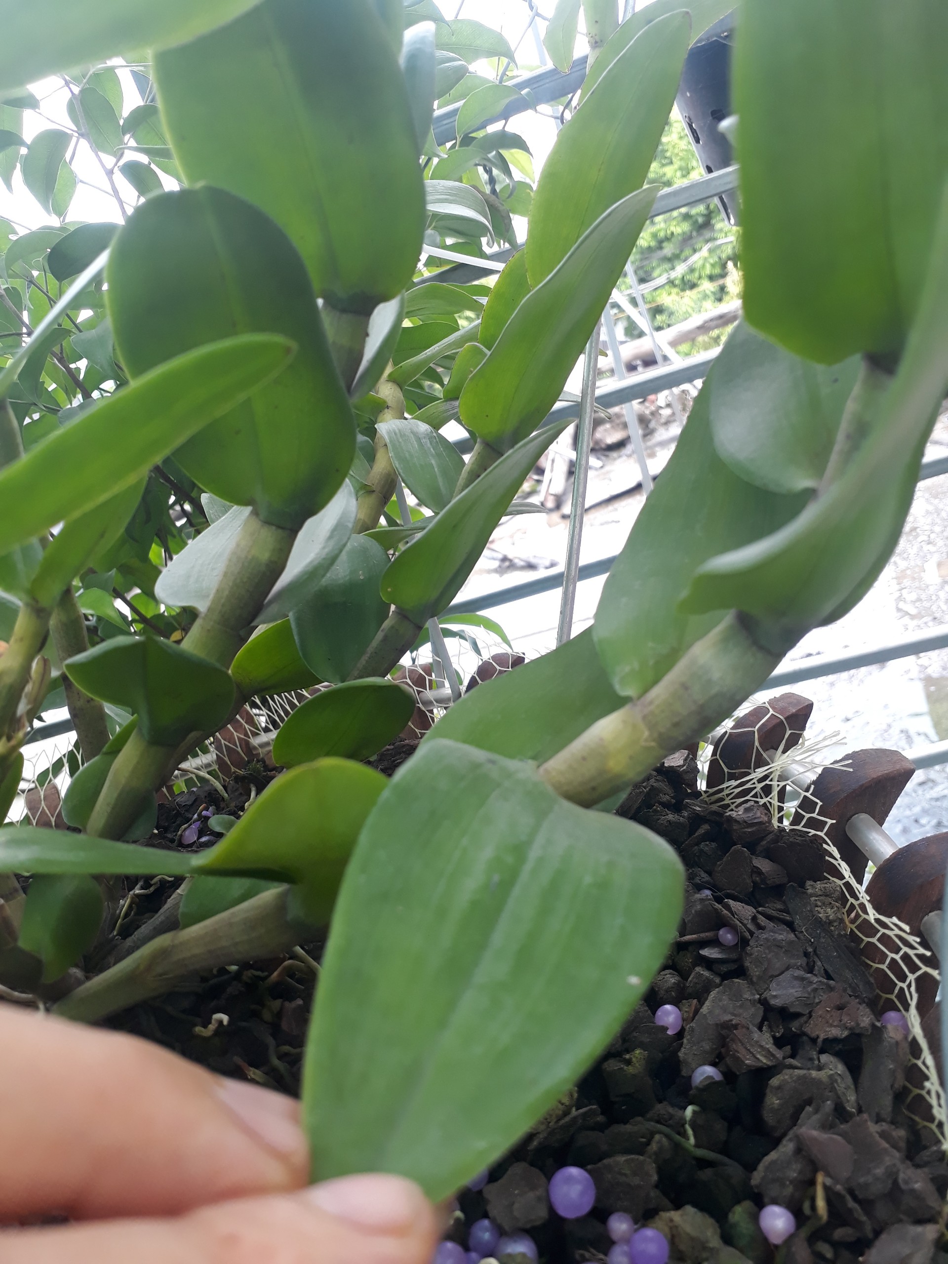 Mắt ngủ lan phi điệp Pù luông - bản lá mít