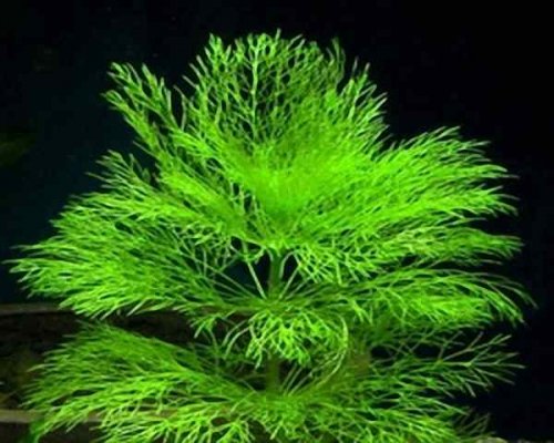 ĐẠI BẢO THÁP - THỦY SINH (4 cây)