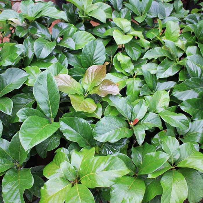 cây giống bơ 034 (giao siêu nhanh cam kết chất lượng)