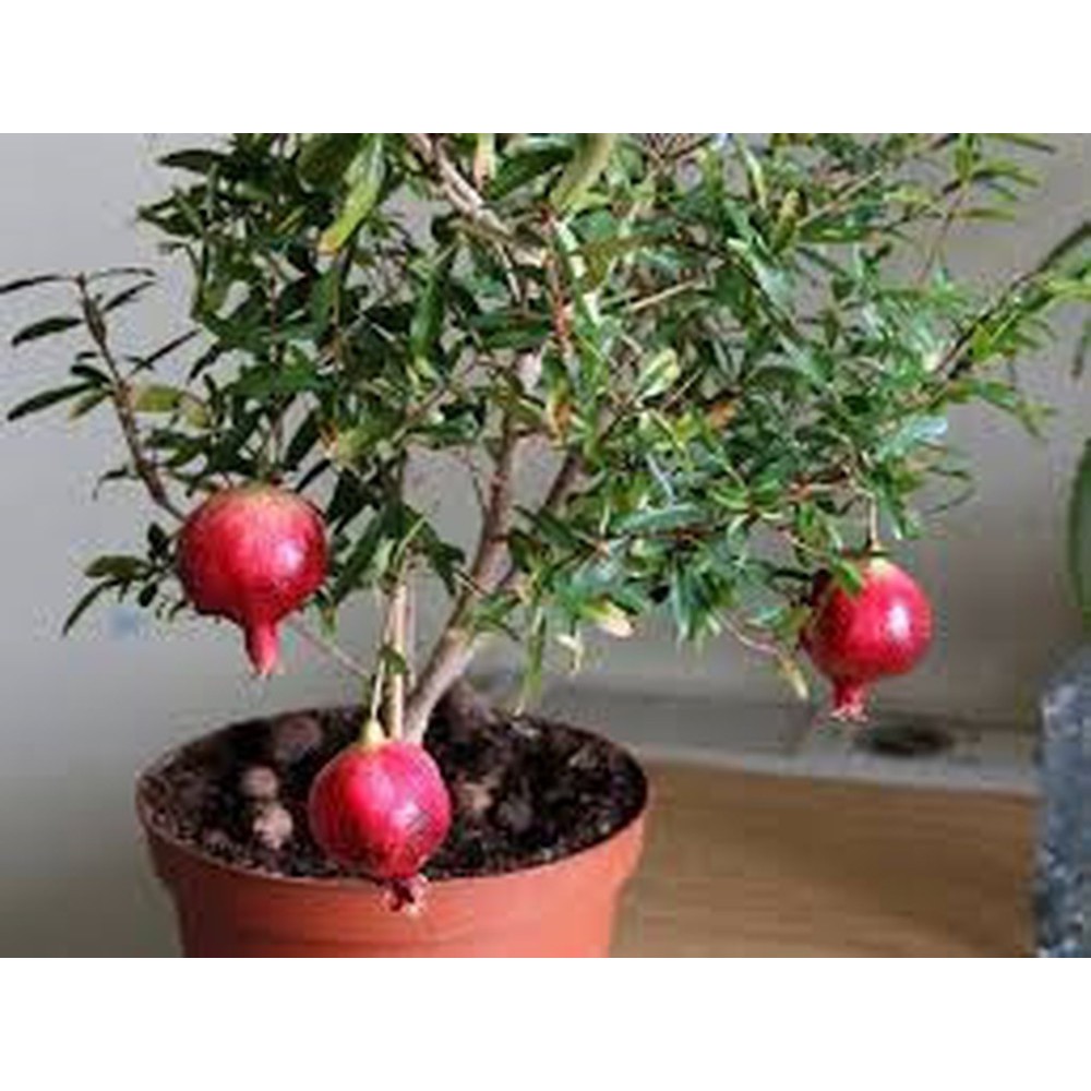 20 Hạt Giống Lựu Lùn