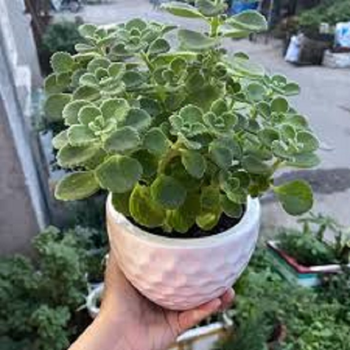 Cây nhất mạt hương (Sen đá lá thơm)  Nguồn: https://mrhoa.com/cay-canh/nhat-mat-huong-sen-da-la-thom/