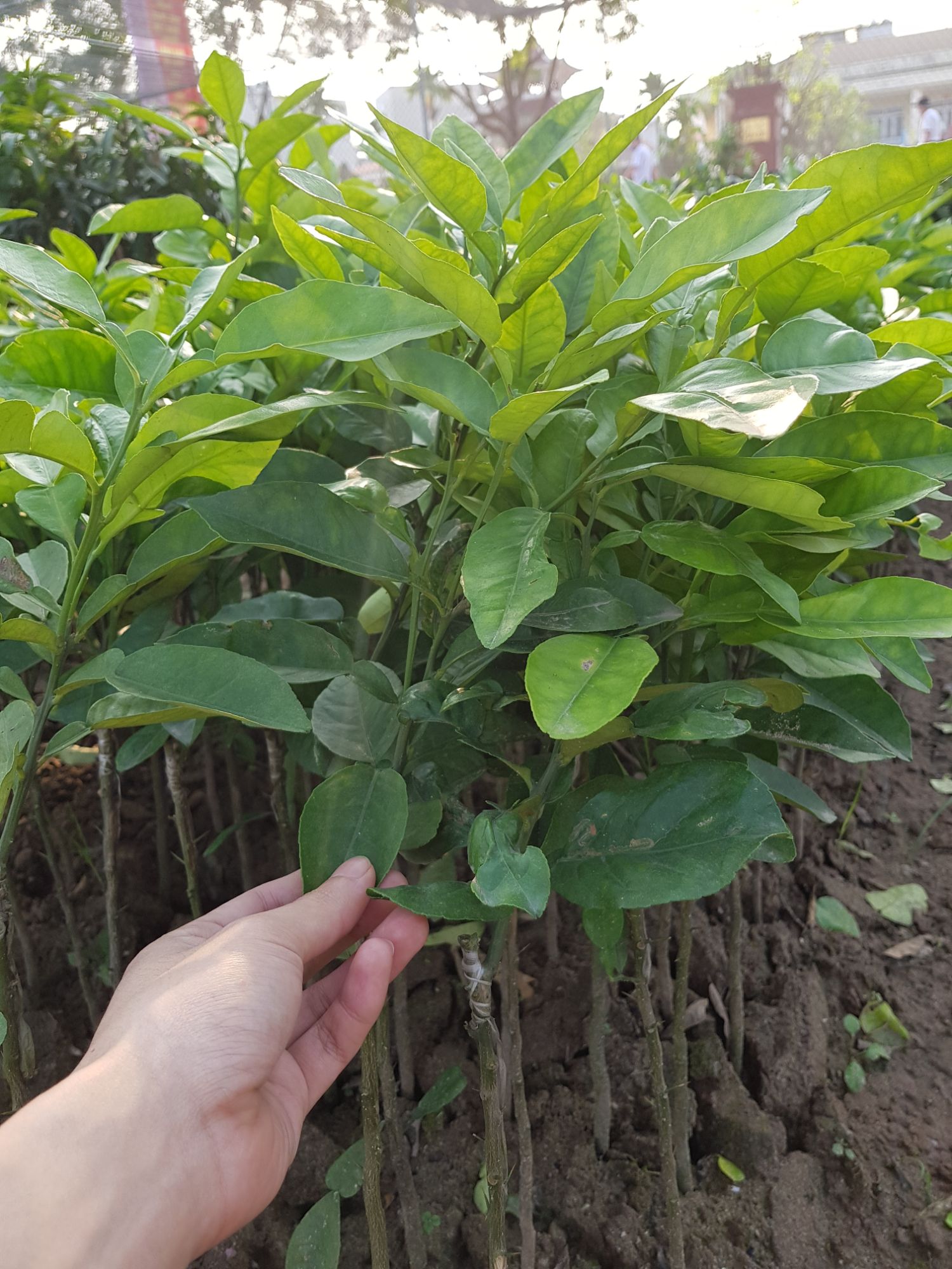 Cây bưởi vàng