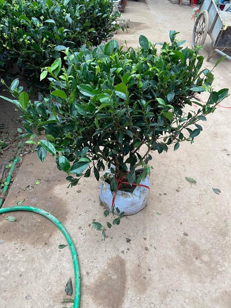 CÂY TRÀ XANH LOẠI TO