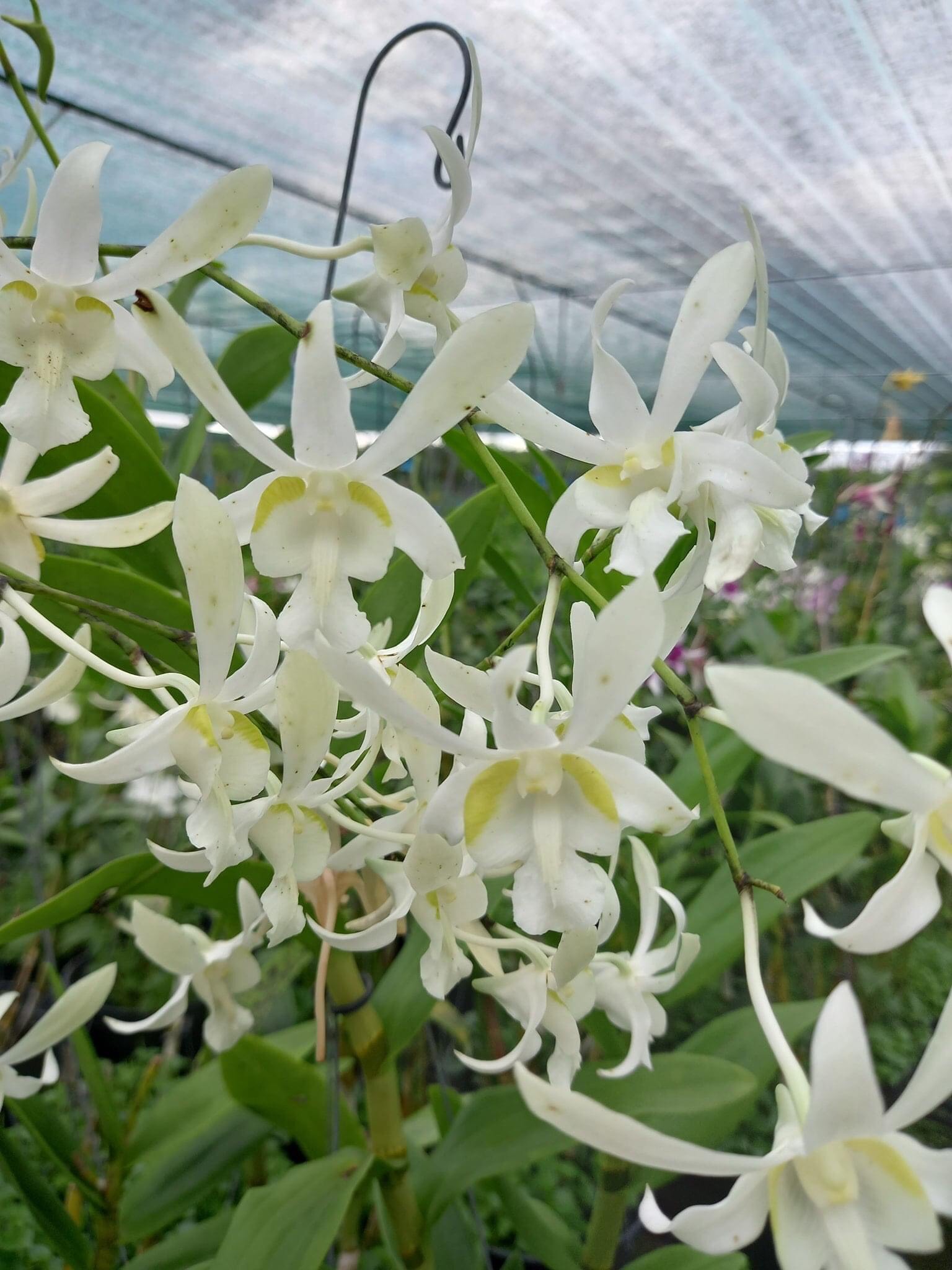 Hoa lan denro nắng thơm CC.White