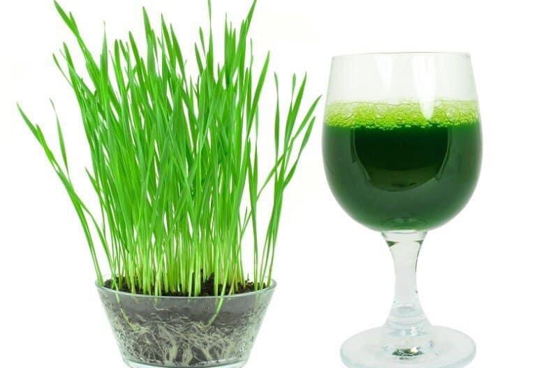 Hạt giống cỏ lúa mì Viet Healthy 1kg