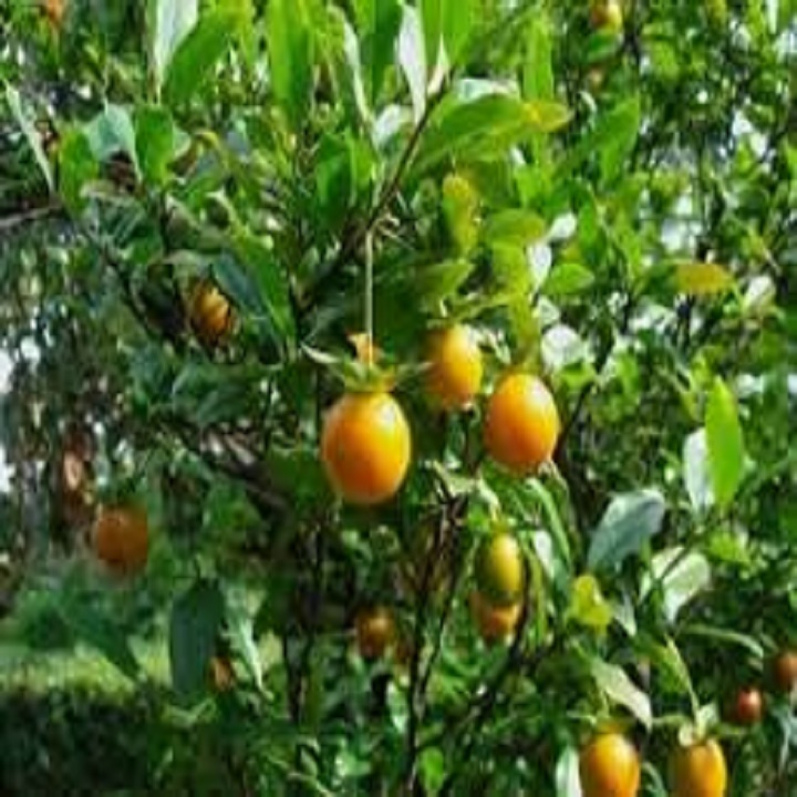 Cây giống cây thị thơm, quả ngọt- loài cây vượng phong thủy cho gia chủ - cgcqttsn