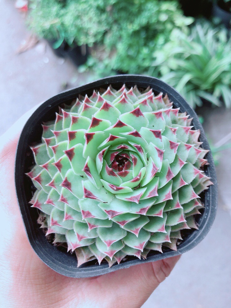 Phật Bà Viền Đỏ