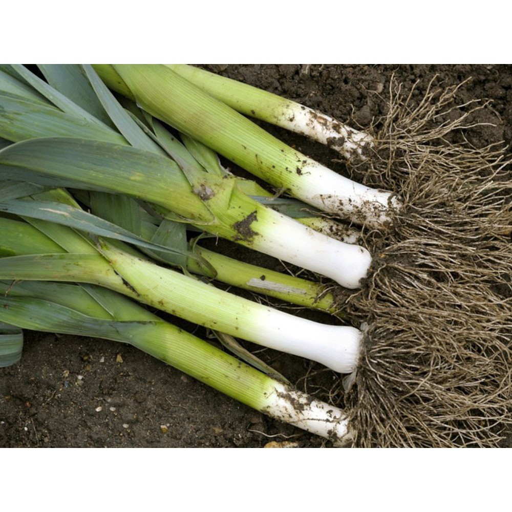 [HCM][Rau Củ Quả] - Gói 2g hạt giống tỏi tây