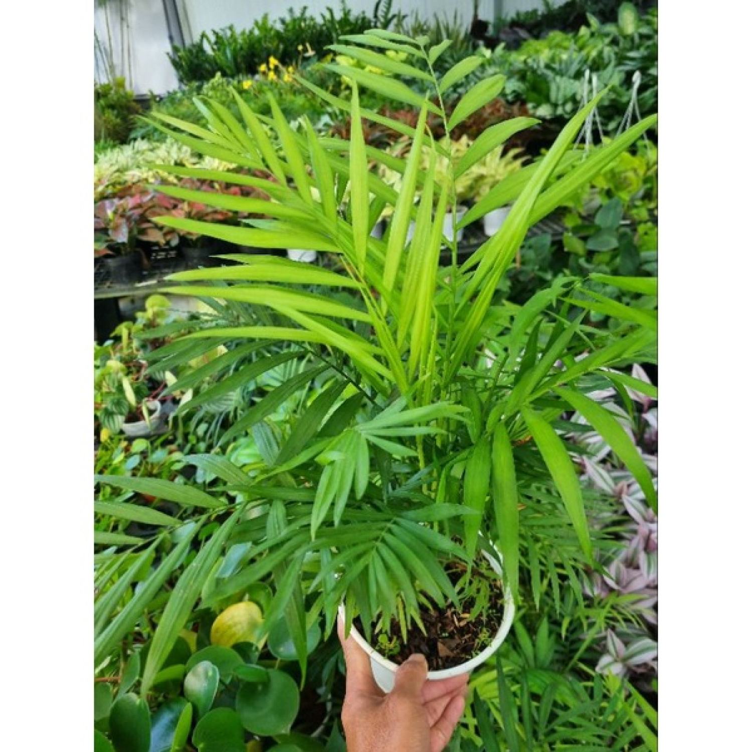 Cây cau tiểu châm (chậu nhiều thân)