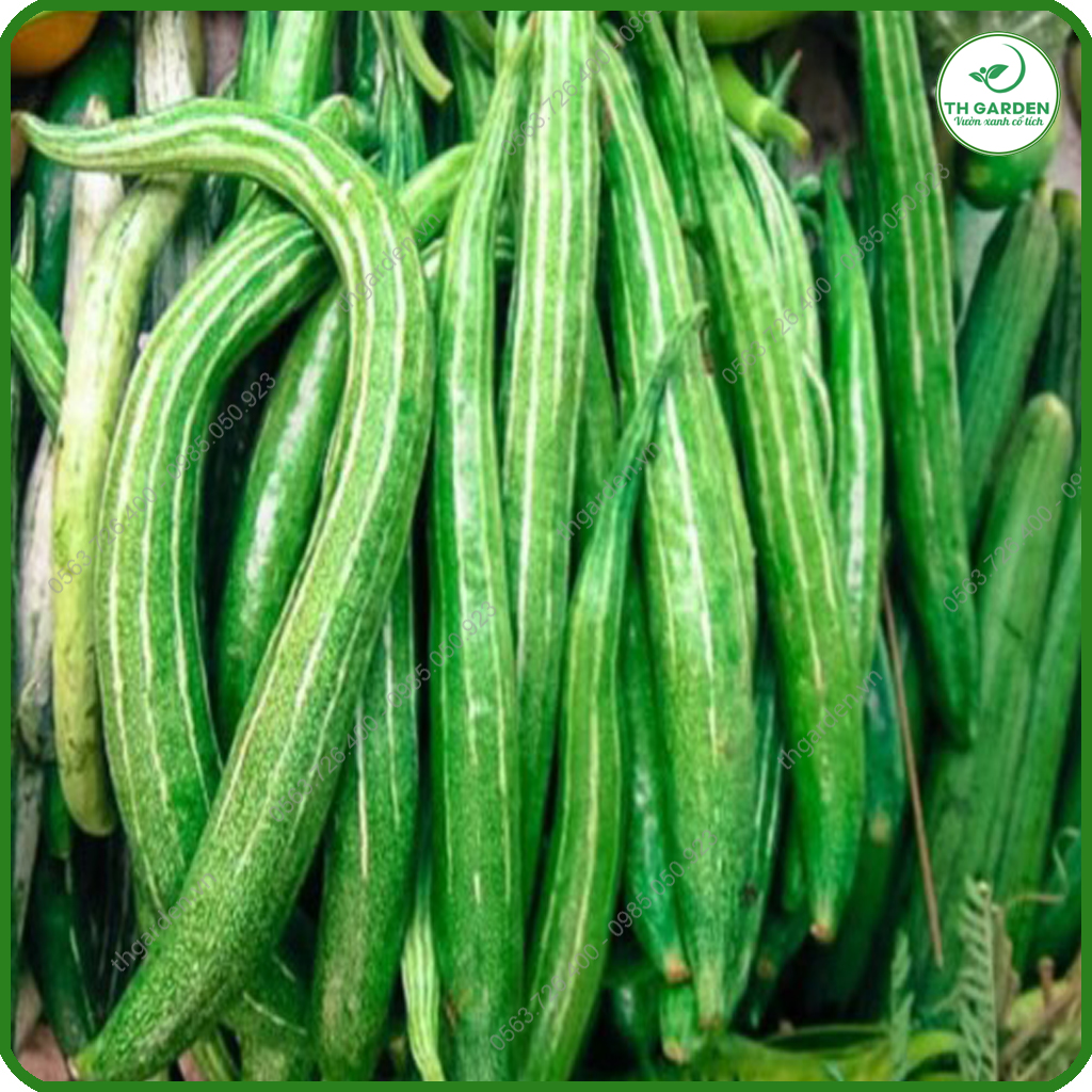 Hạt Giống Lặc Lè (Mướp Nhật) - Gói 5 gr P4U