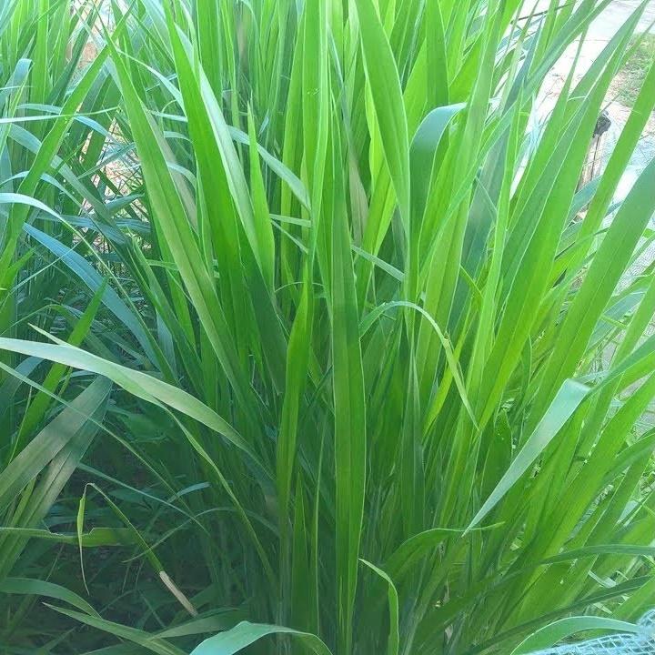 Hạt giống cỏ chịu lạnh Mulato 2 gói 100gr