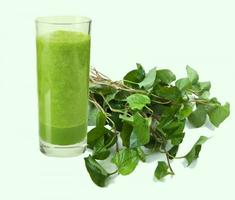 Bột diếp cá sấy lạnh
