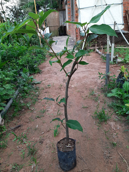 Cây sung chiều cao khoảng 80cm