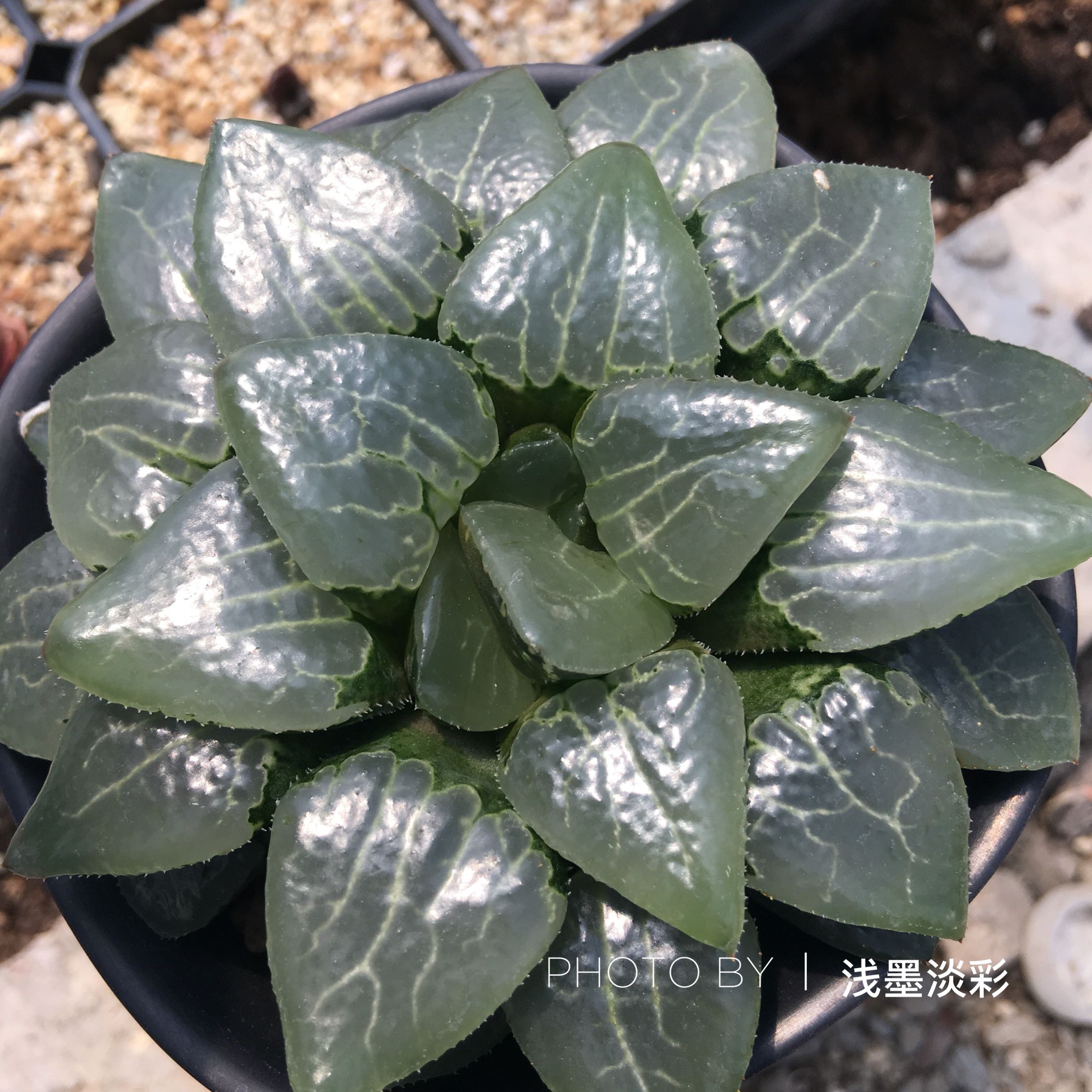 Sen đá Haworthia vi mạch