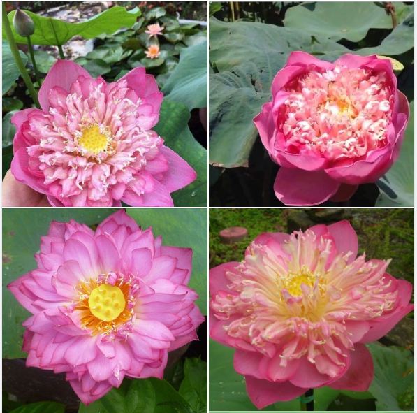 Hạt giống sen bách diệp hoa màu hồng-5 hạt