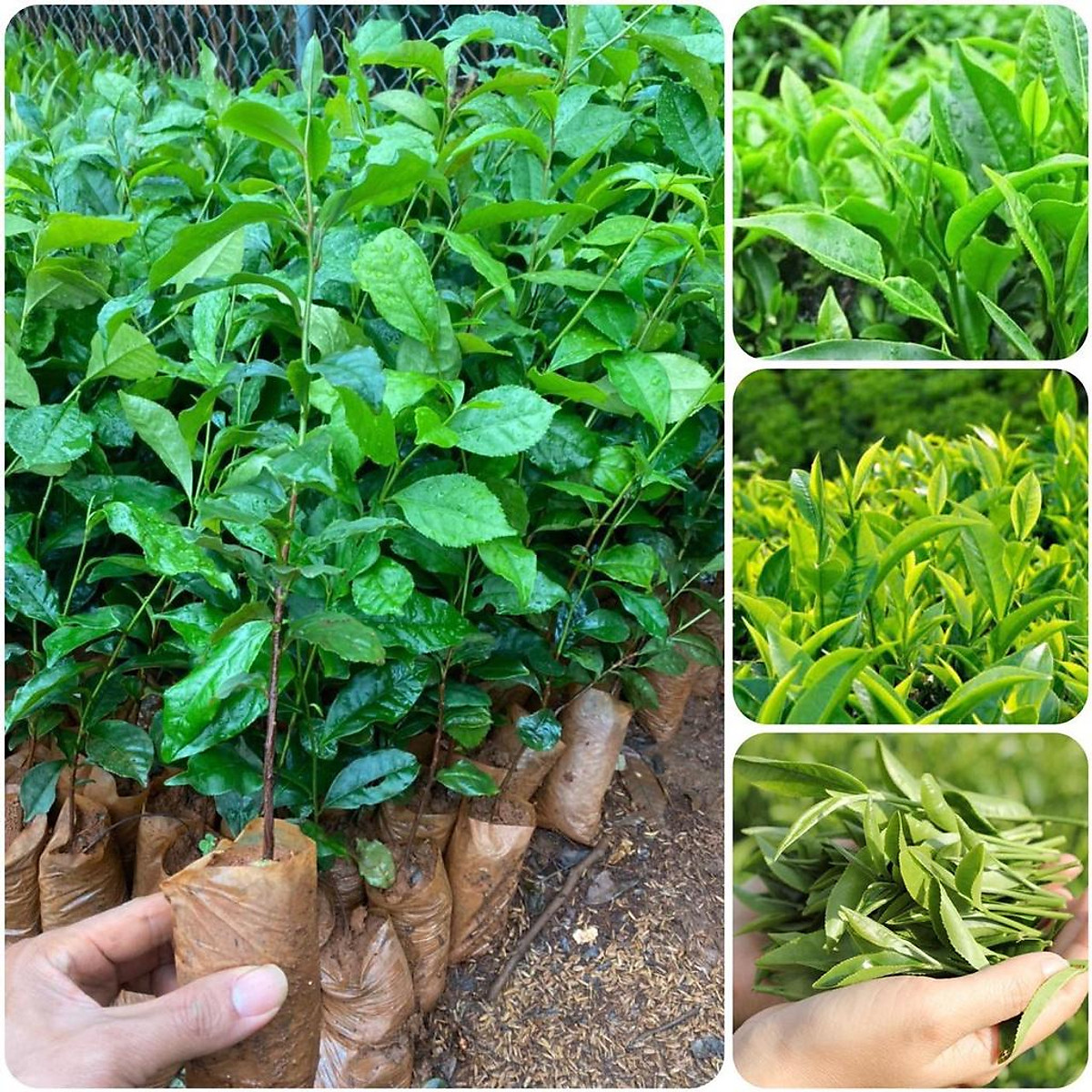 Cây giống chè xanh thái nguyên.
