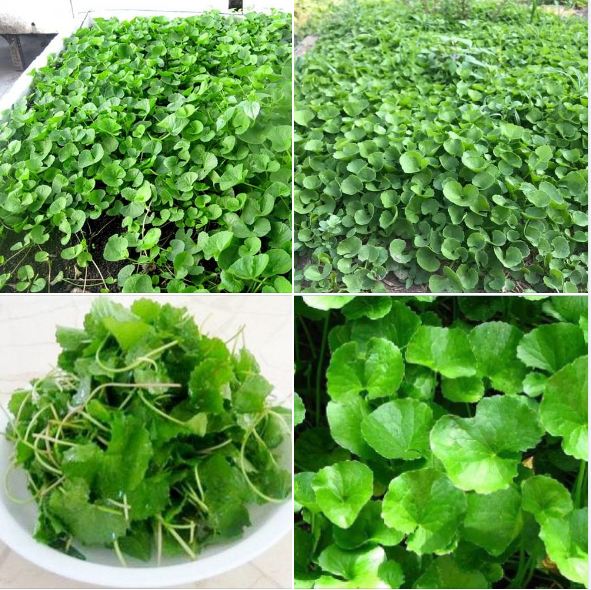 Túi 1 Gr Hạt Giống Rau Má lá nhỏ