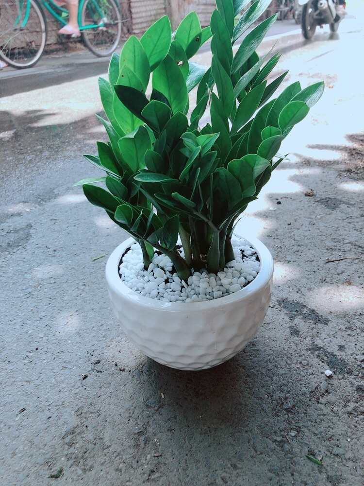 [HCM]Chậu Kim Tiền
