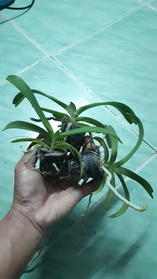 6 cây lan ngọc điểm giống