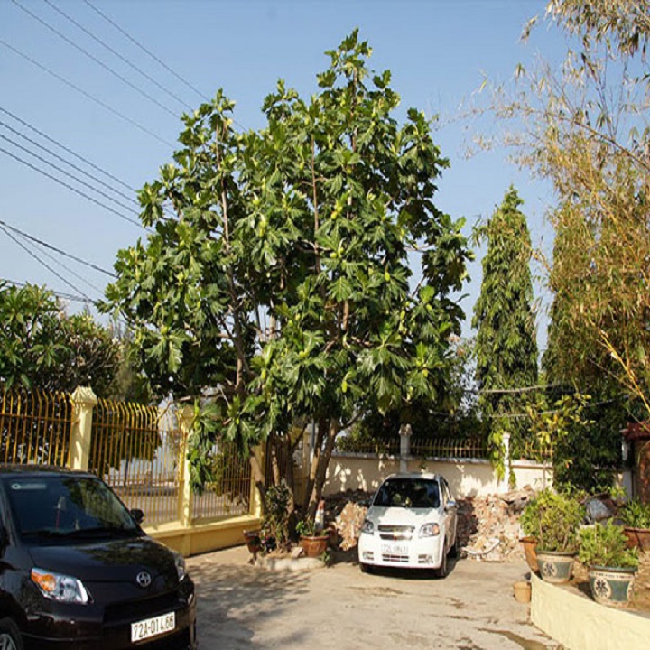 cây sa kê