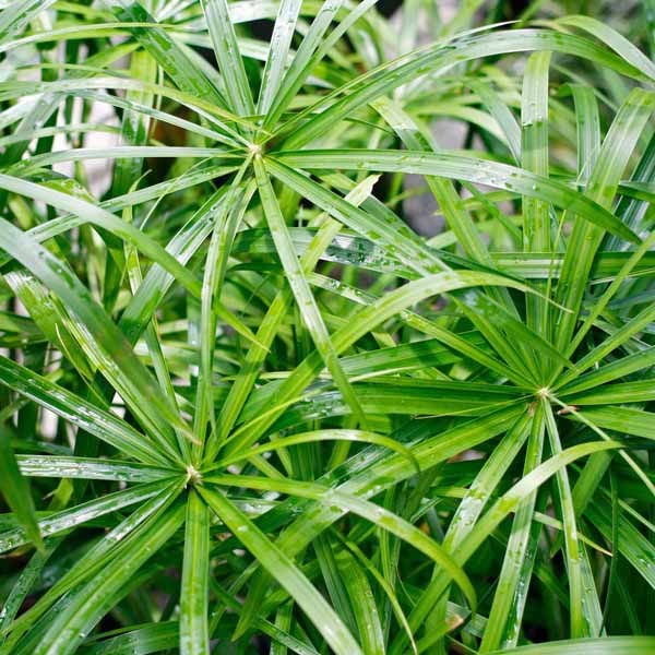 Cây thủy trúc - Cyperus alternifolius