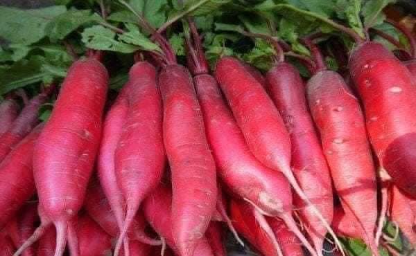 Hạt giống củ cải đỏ dài gói 100 hạt