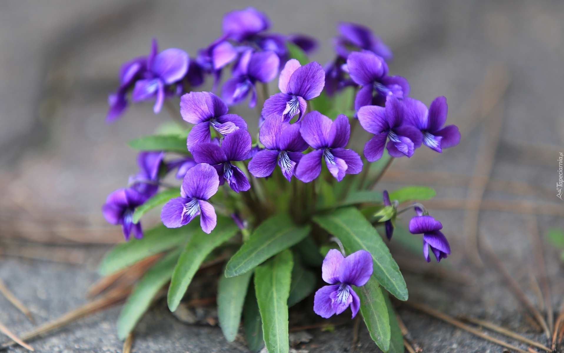 Hạt giống hoa Violet VTP78 | Vạn Tín Store