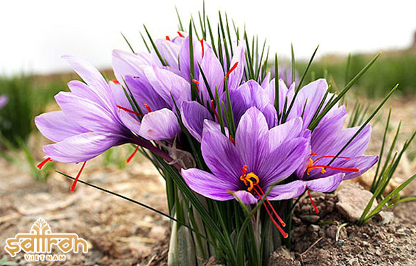 Combo 20 Củ hoa nghệ tây (Saffron) lấy nhụy