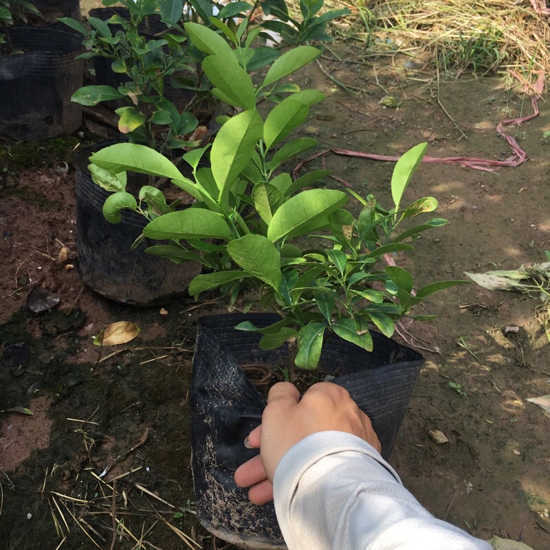 Cây chanh tứ quý (chanh ta) tán xum (Cây như hình)