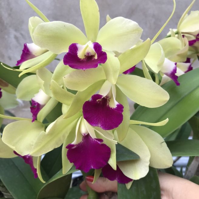 LAN CATTLEYA CÂY GIỐNG NHIỀU MÀU