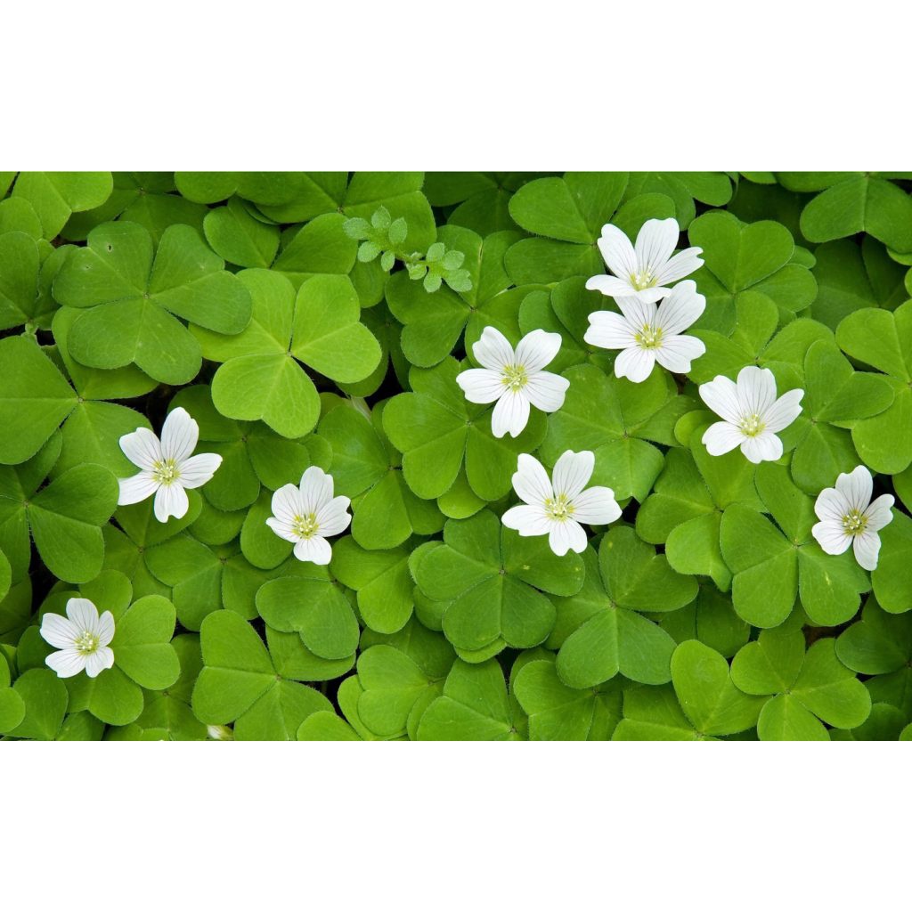 Cây cỏ bợ , cây rau bợ thủy sinh -bầu giống to đẹp