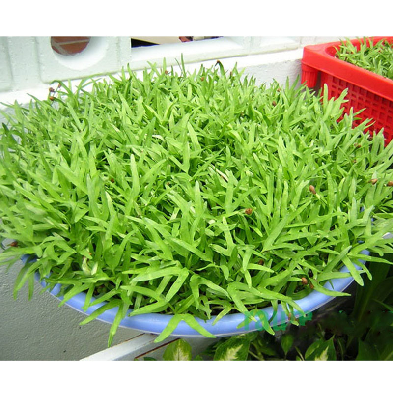 Hạt giống rau muống -gói 20 gram(tặng kèm phân bón)