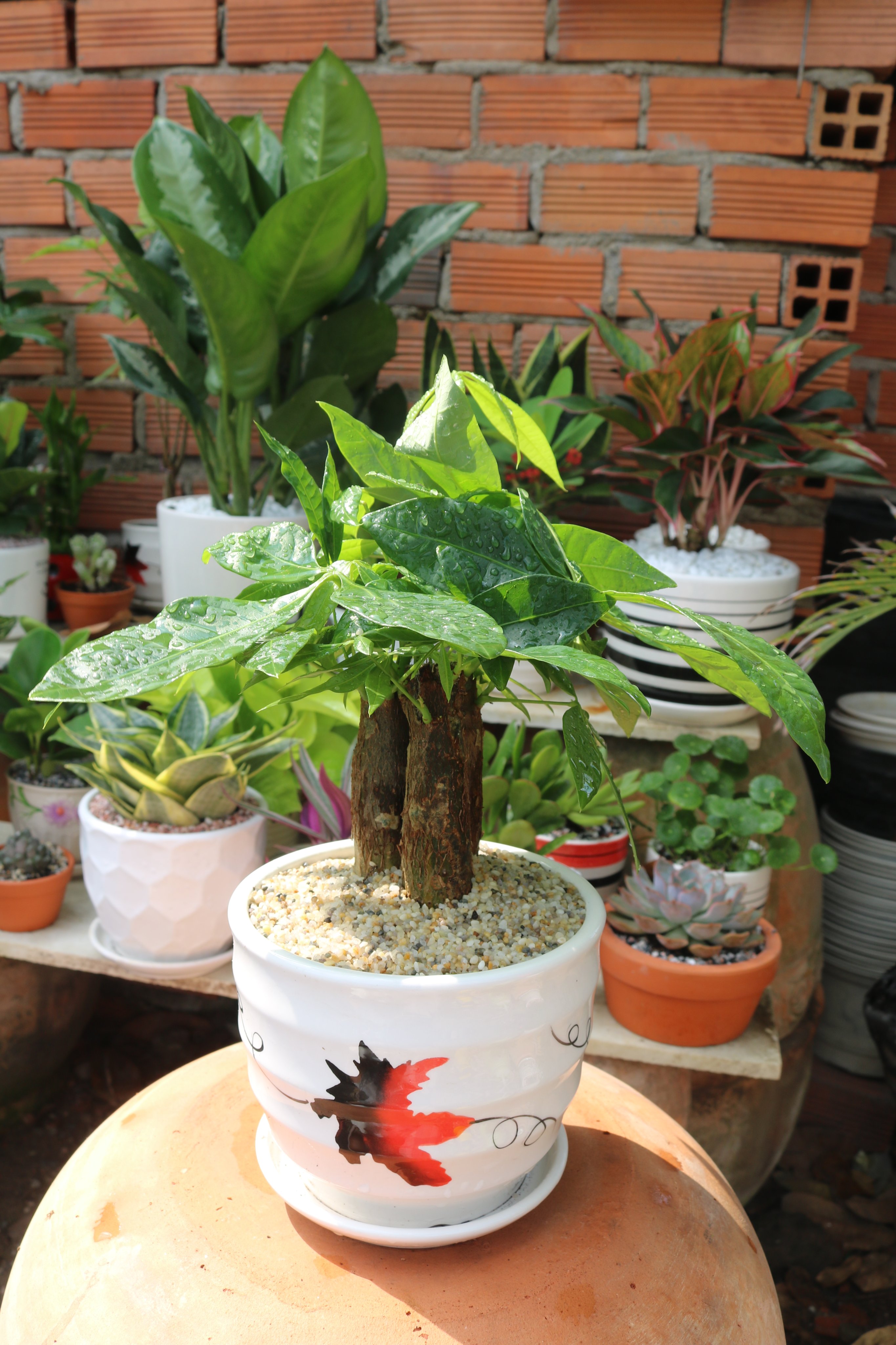 Chậu sứ cây Kim Ngân 3 thân