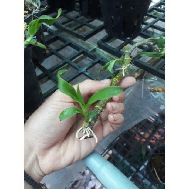 Phong lan trầm rừng tím siêu rẻ