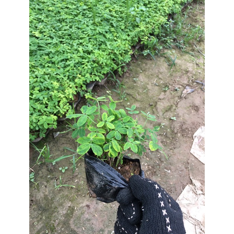 Cây cỏ lạc
