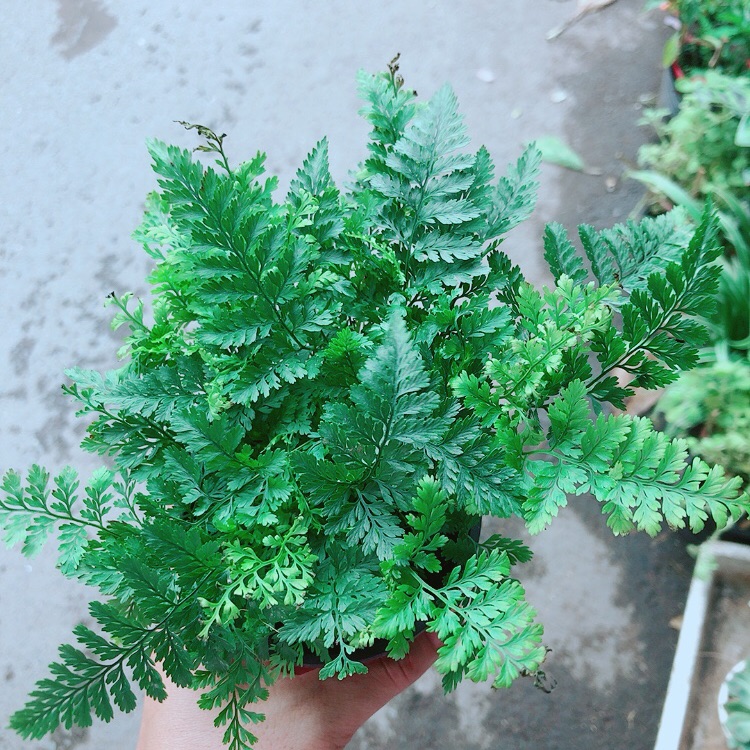 Cây dương sỉ nhật