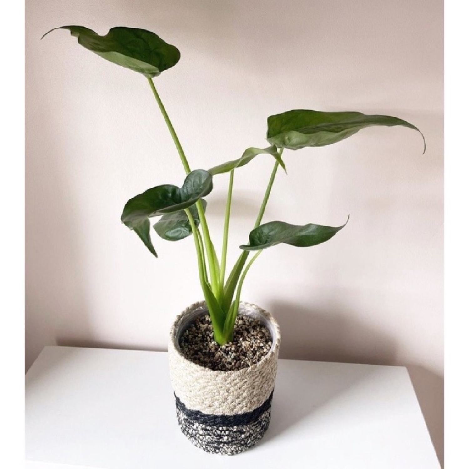 Cây môn tai phật đuổi muỗi hiệu quả (môn lá tim, Cây Alocasia cucullata)