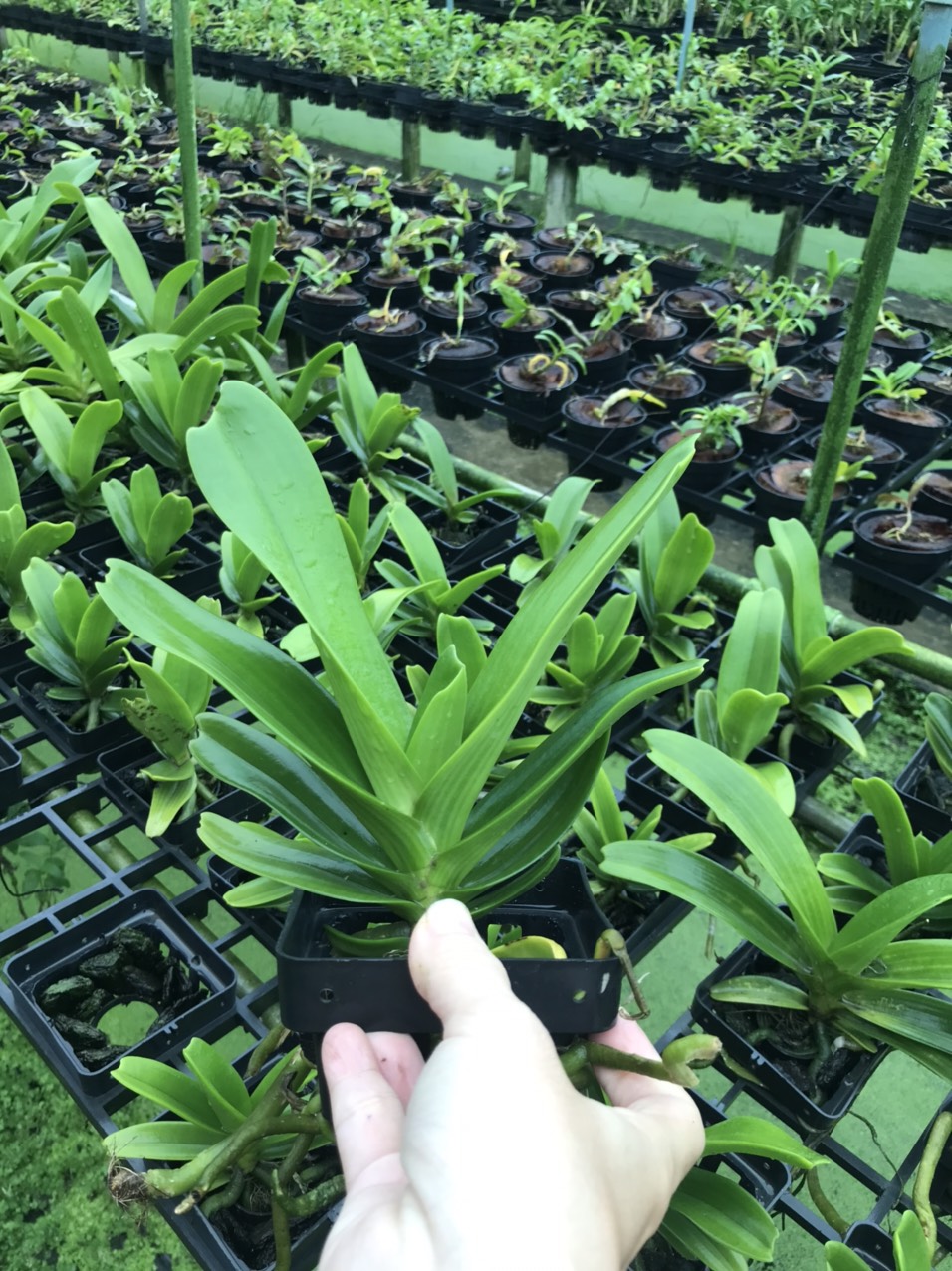 Ngọc điểm lá kiếm cây trưởng thành