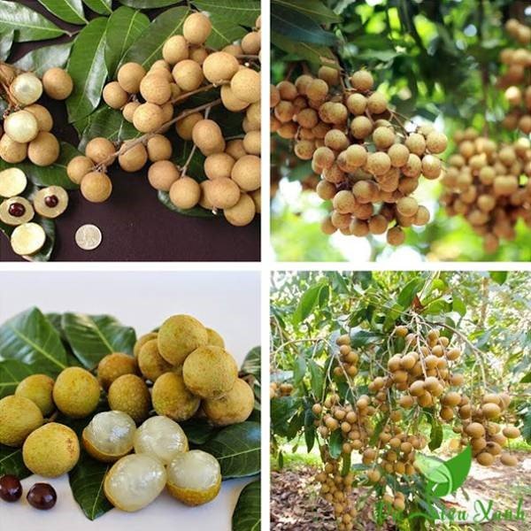 CÂY GIỐNG NHÃN LONG PHỤNG CHÂU. [ GIỐNG MỚI ] [ GHN EXPRESS ]
