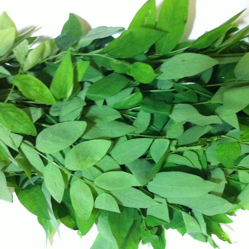 COMBO 3 gói hạt giống rau ngót ( rau bồ ngót )