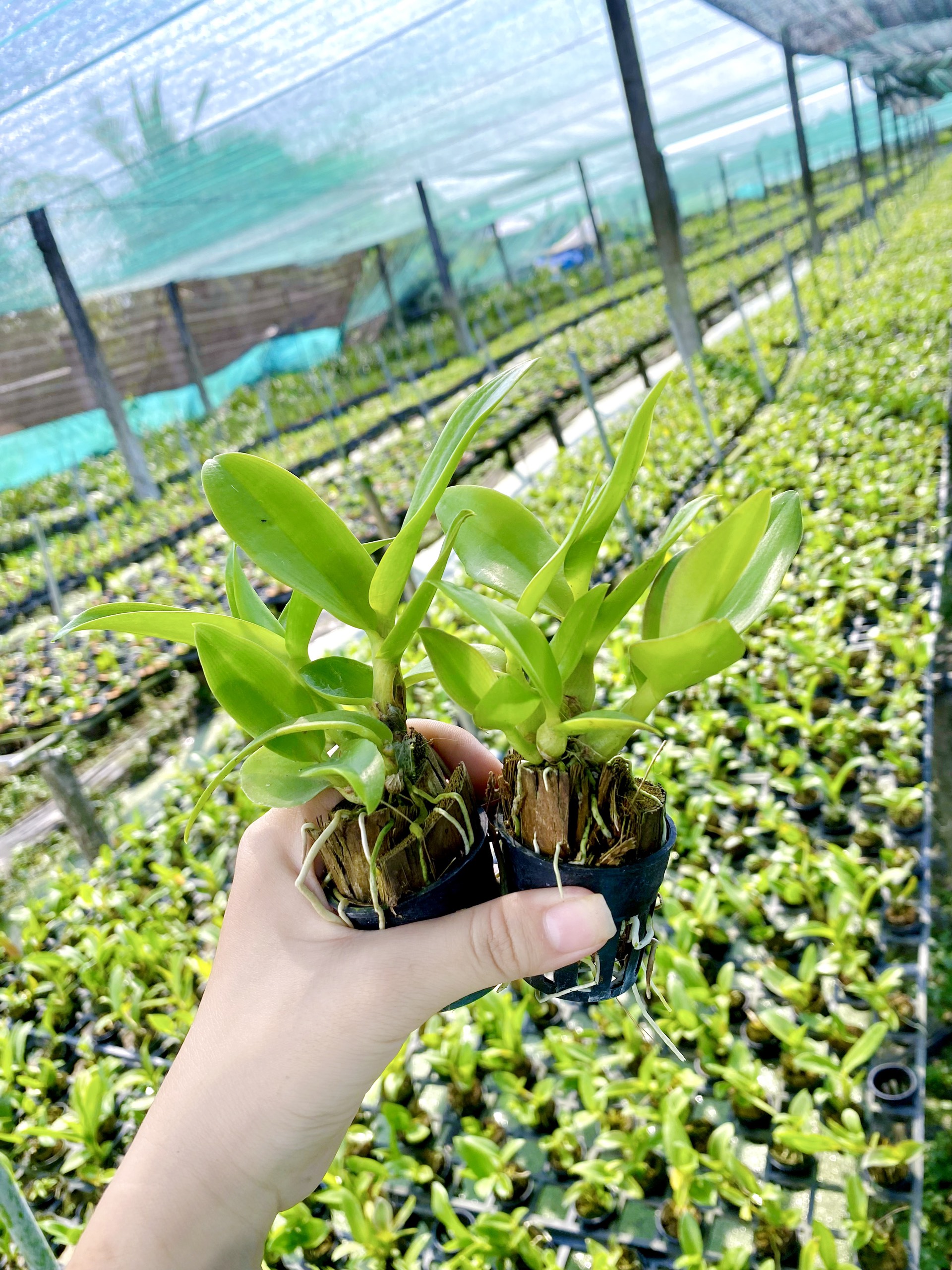 LAN DENRO THỎ ĐỎ KIÊN GIANG CÂY GIỐNG
