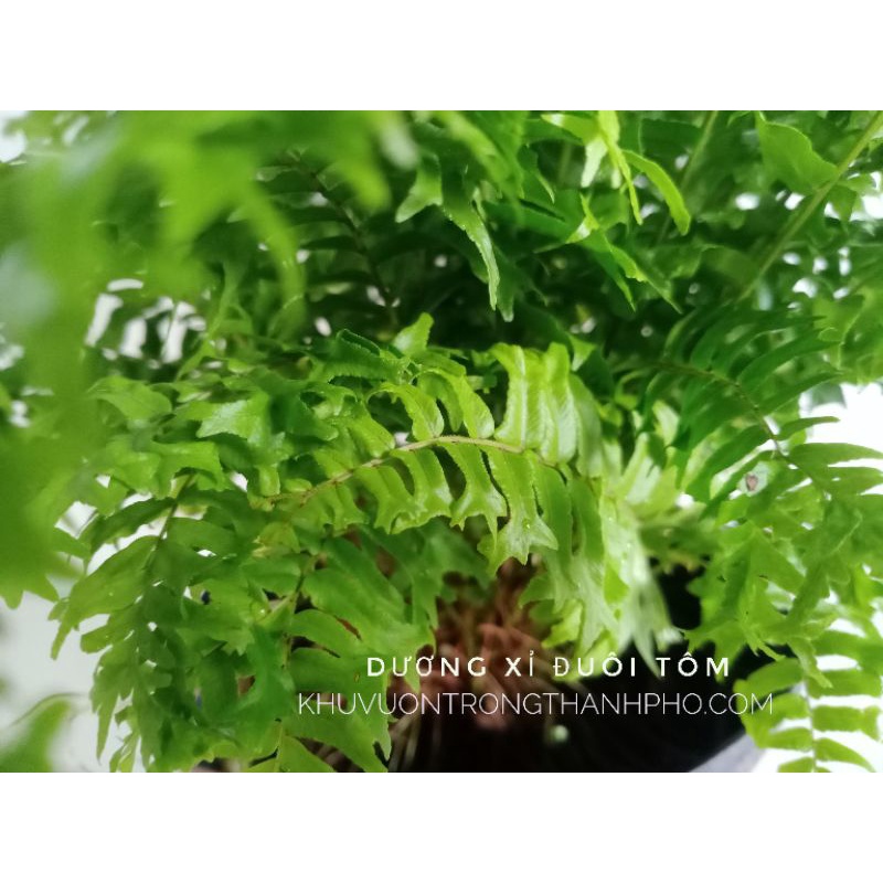 Cây dương xỉ đuôi tôm
