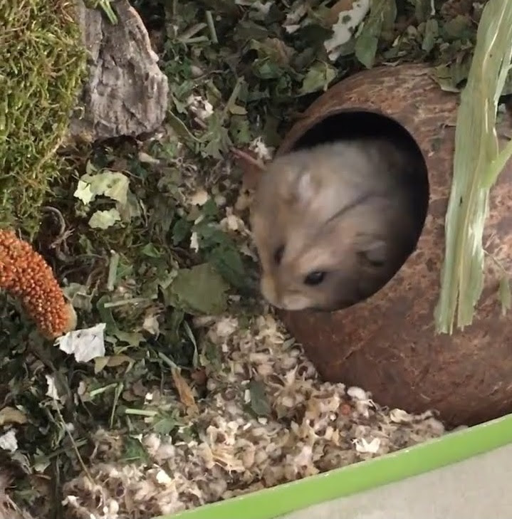 Hang Hamster gáo dừa tròn Yescoco Xưởng SX